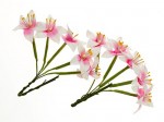 Stemmed Lily 10 pcs in a pack WHITE&PINK