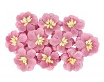 Cherry Blossom (10 piece set) Violet